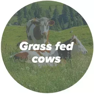 grass fed cows grass fed cows