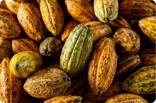 Cocoa for your body's health Cocoa for your body's health