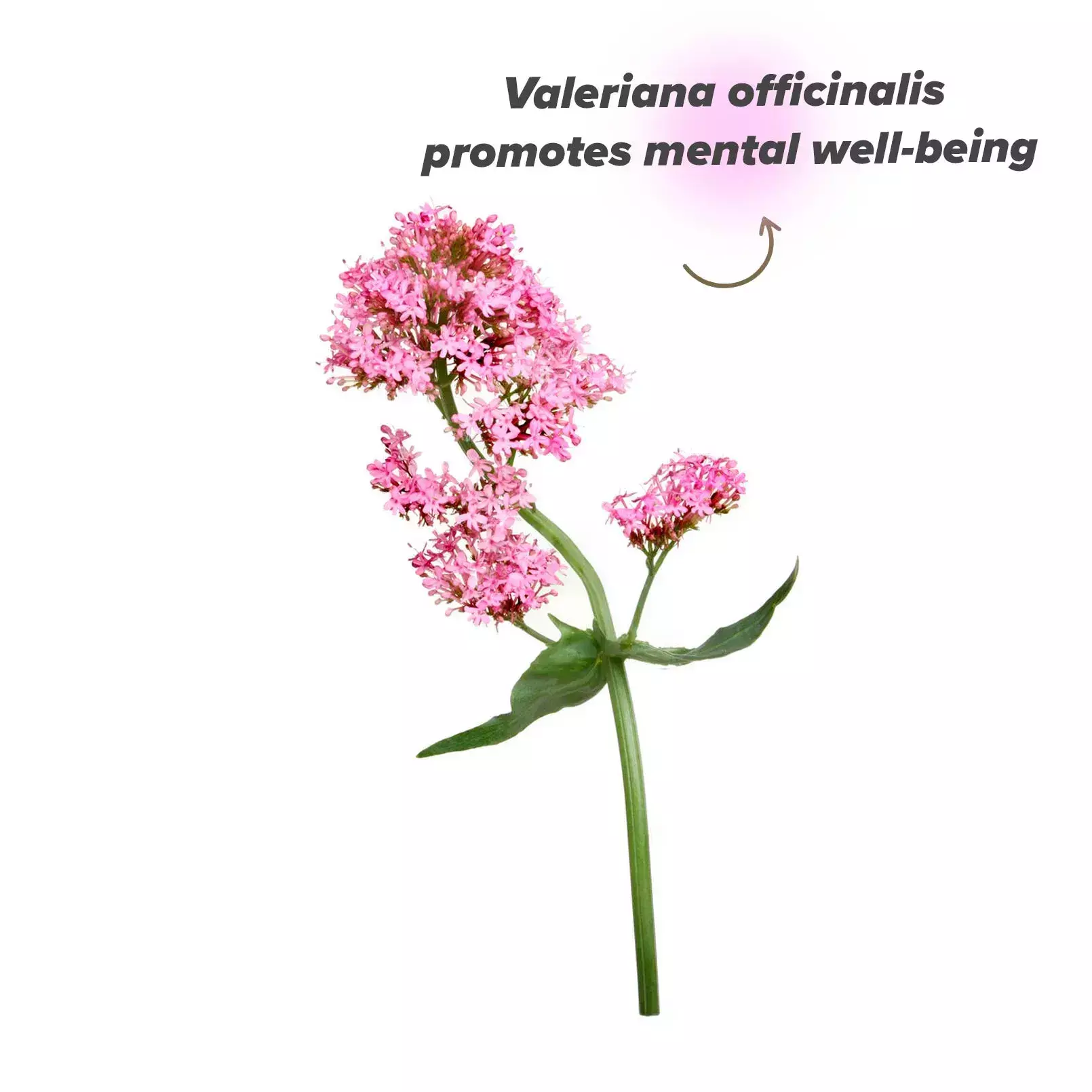 Valerian plant
