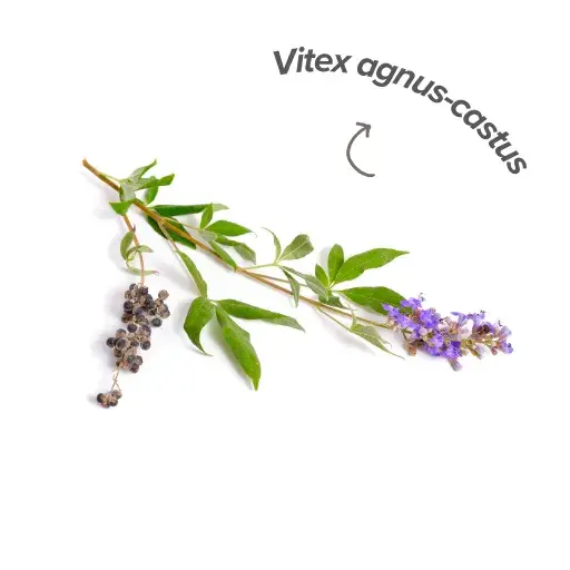 Vitex agnus castus Vitex agnus castus