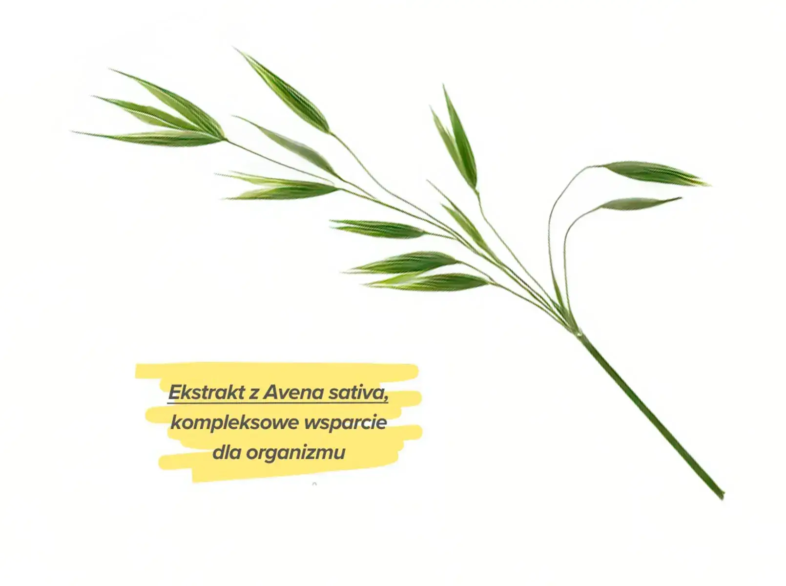Pozytywne działanie Avena sativa na zdrowie