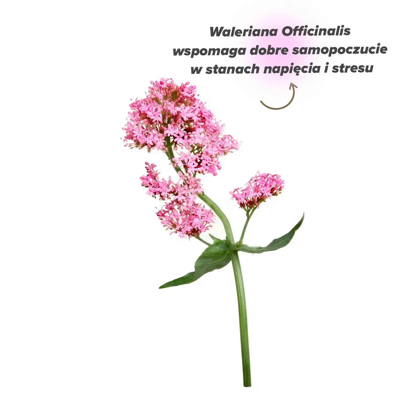 Działanie waleriany Działanie waleriany