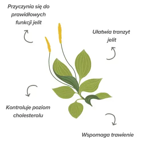 Funkcje psyllium husk Funkcje psyllium husk