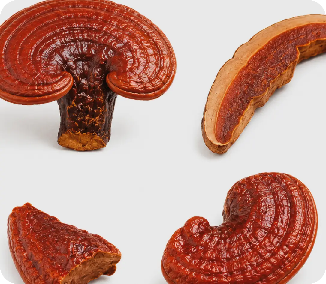 Ekstrakt z reishi o wysokim stężeniu Ekstrakt z reishi o wysokim stężeniu