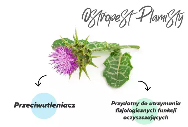 Ekstrakt z ostropestu o wysokim stężeniu